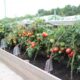 Как вырастить ранние помидоры и какой сорт выбрать